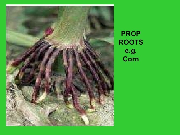 Plant parts and roots