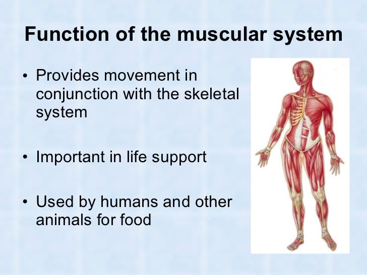 What is the main job of a muscle