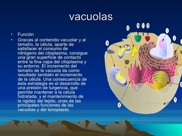 vacuola