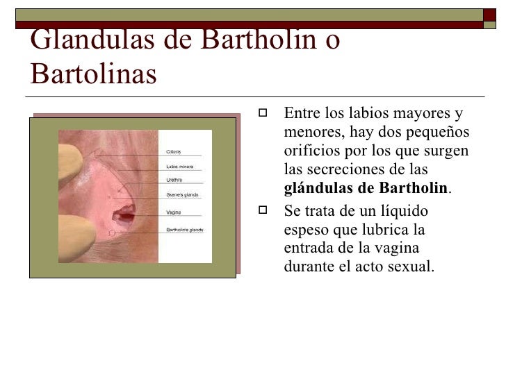 Sistema Reproductor Femenino