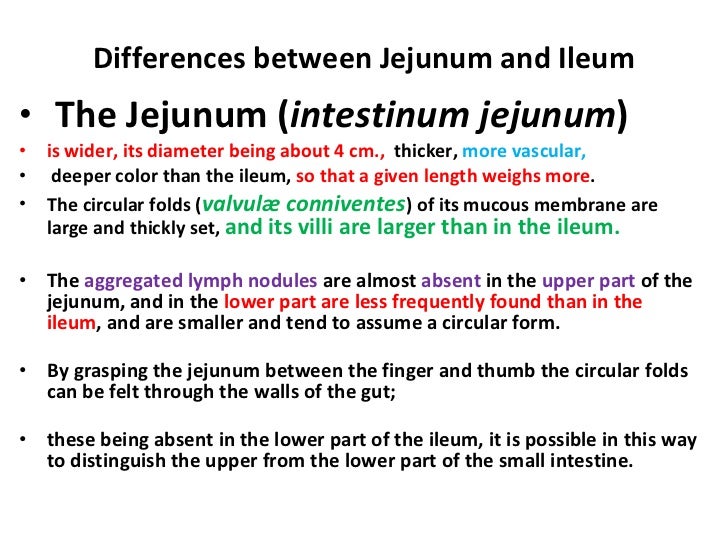 gastrointestinal system anatomy04042010small ipdf