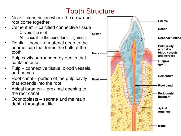 Histology Of The Oral Cavity