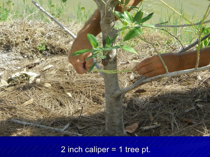 Tree & Landscape Inspections