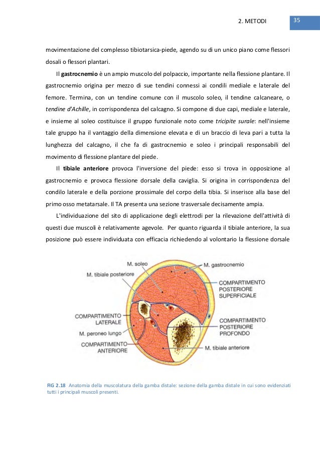 Apparecchi di sollevamento pesi a strappo polpaccio