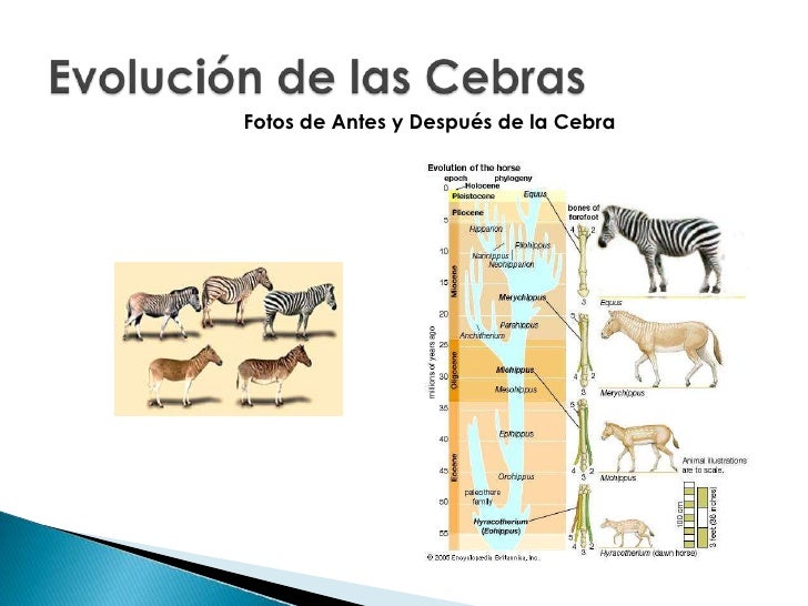 Cebra nacimiento YouTube