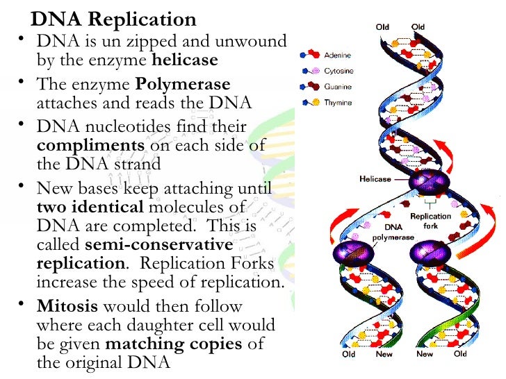 dna replication and protein synthesis dna replication and protein synthesis