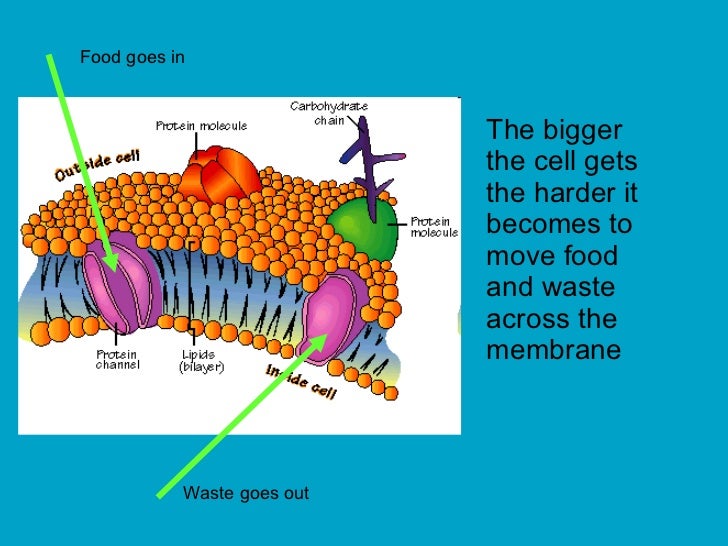 why do cells divide