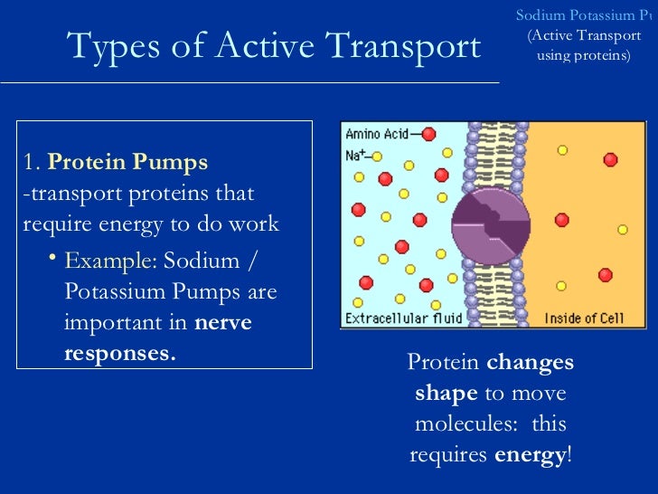 the important things done by cell membrane 70 diffusion and transport across cell membranes ii lipid diffusion: the major means of drug absorption and permeation the rate at which a molecule diffuses across a membrane depends on its. the important things done by cell membrane 70 diffusion and transport across cell membranes ii lipid diffusion: the major means of drug absorption and permeation the rate at which a molecule diffuses across a membrane depends on its.