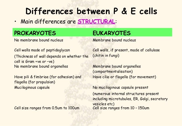 bacterial cell walls are made rigid by the presence of bacterial cell walls are made rigid by the presence of