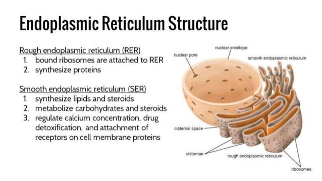 endoplasmic reticulum analogy