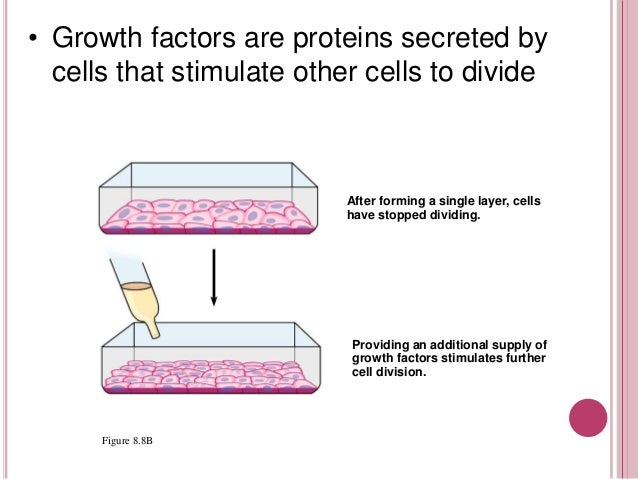 Cervical cancer inflicting Viruses