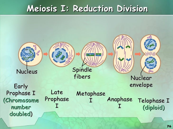 nuclear envelope fragments meaning