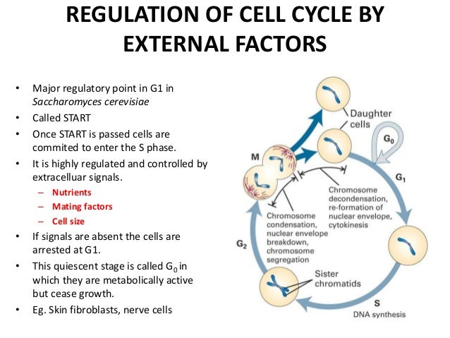 cell cycle and apoptosis Cell cycle analysis by dna content - protocols apoptosis with pi only cell cycle with pi currently selected dnase i ethidium monoazide (ema) gfp and dna. cell cycle and apoptosis Cell cycle analysis by dna content - protocols apoptosis with pi only cell cycle with pi currently selected dnase i ethidium monoazide (ema) gfp and dna.