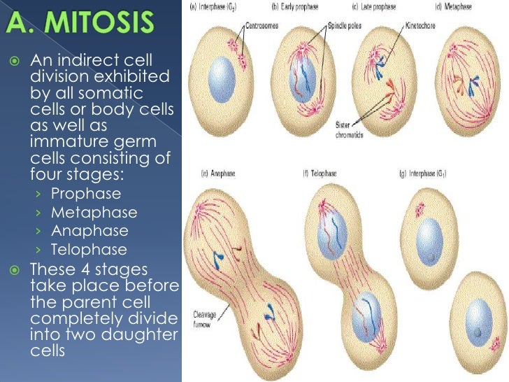an introduction to the process of cell division called mitosis An introduction to molecular biology/cell an introduction to molecular biology divide by a process called binary fission the process of mitosis is complex. an introduction to the process of cell division called mitosis An introduction to molecular biology/cell an introduction to molecular biology divide by a process called binary fission the process of mitosis is complex.