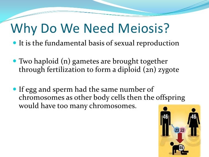 cell division meiosis why do cells divide
