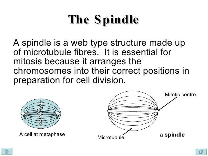 Cell Division Cancer