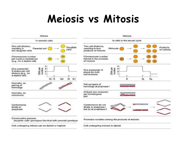 Sythesis phase of mitosis