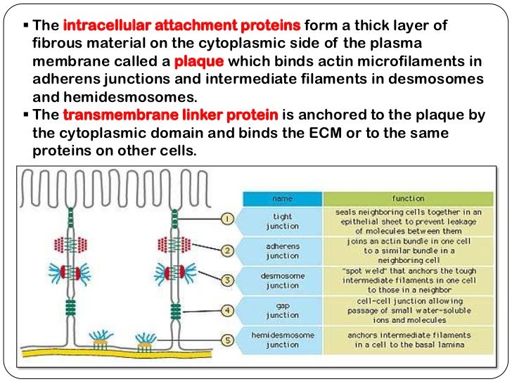 Cell Junctions 