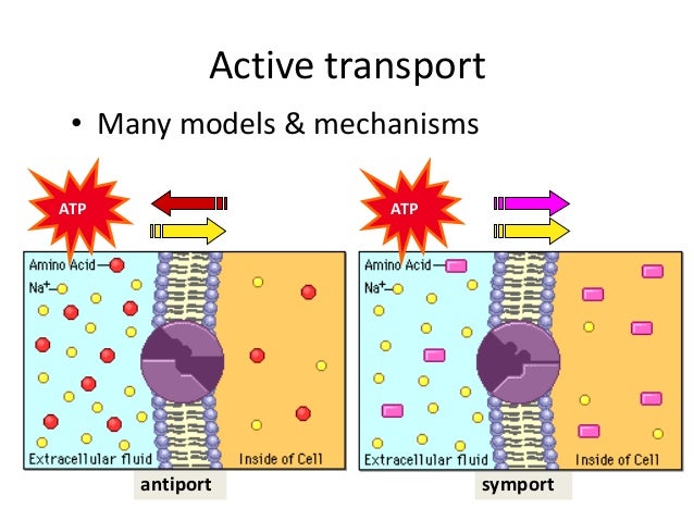 Active Transpor...