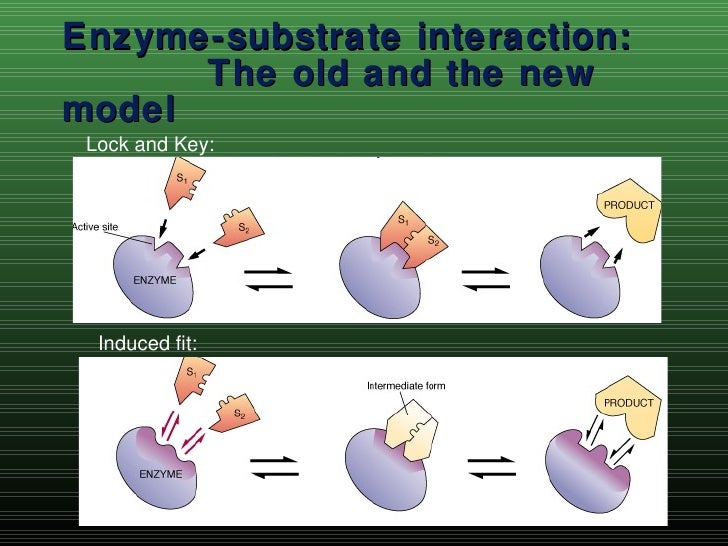 Cell Metabolism Part 1