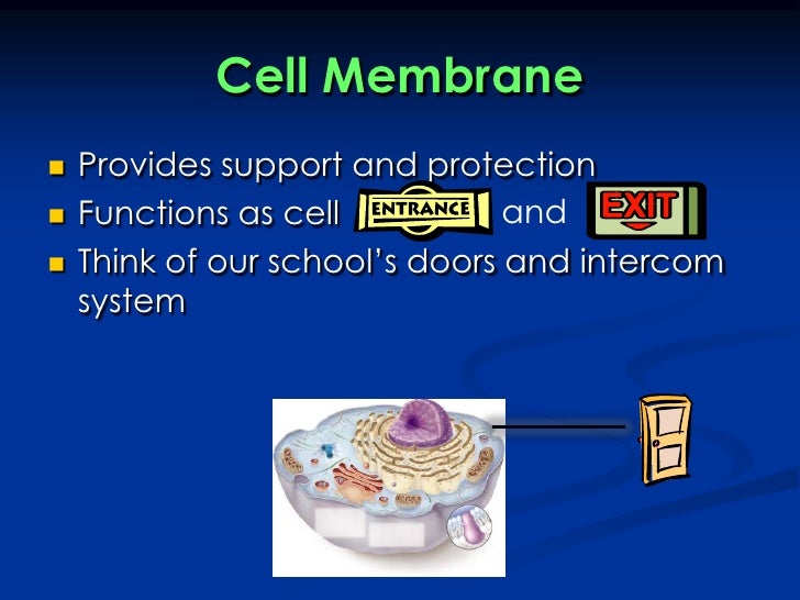 Cell Organelles