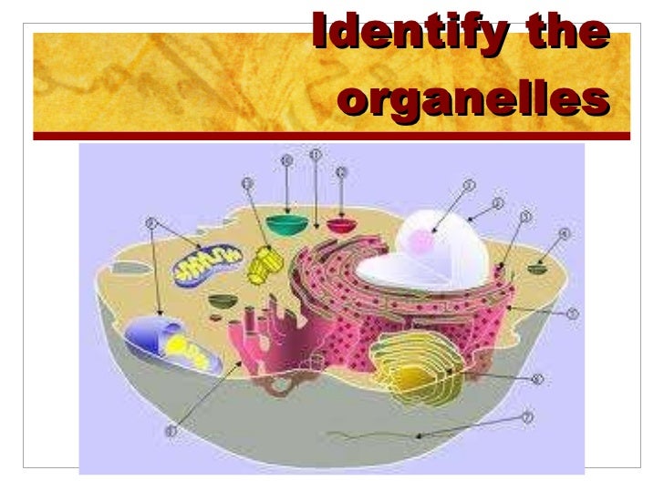 download cell organelles download cell organelles