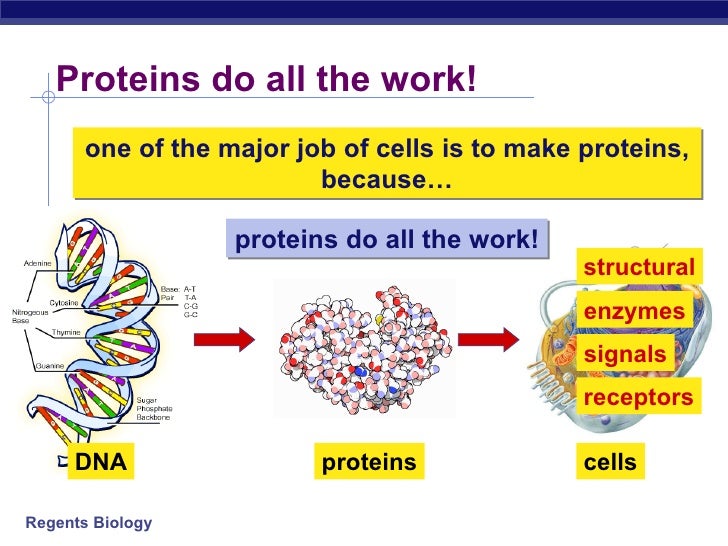 Cell organelles(chpt6)