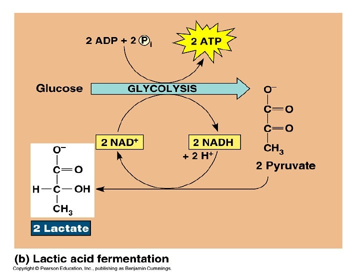 Cell Respiration