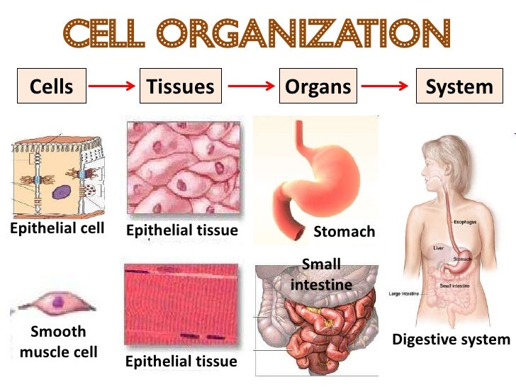 Cell Organization Cells Tissues Organs SystemEpithelial cell Epithelial tissue Sto...