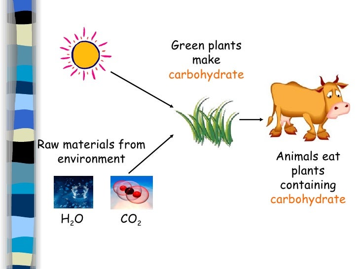 How Do Plants Obtain The Raw Materials From The Surroundings Cells And Photosynthesis