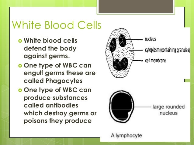 Cells and cell specialization