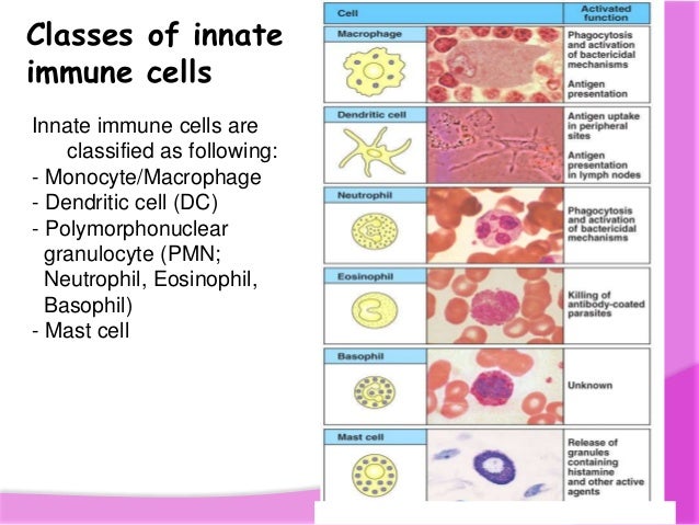 Phagocytosis Phagocytic Cells Of The Immune System