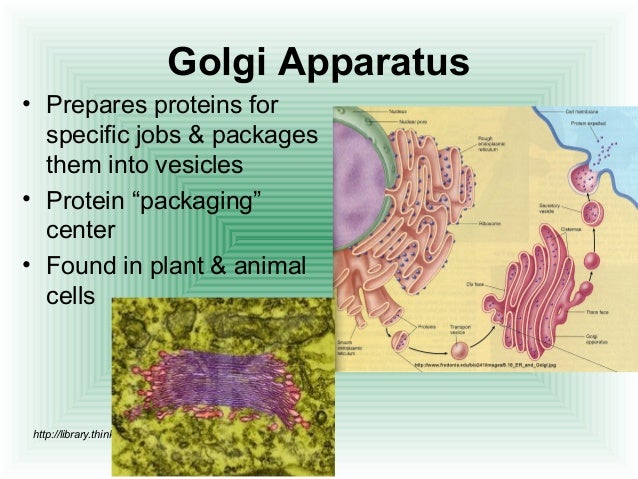 cell and golgi apparatus Rı́os et al (2004) report in this issue that the golgi protein gmap-210 is sufficient to confer pericentrosomal positioning and recruits γ-tubulin and associated microtubule-nucleating ring. cell and golgi apparatus Rı́os et al (2004) report in this issue that the golgi protein gmap-210 is sufficient to confer pericentrosomal positioning and recruits γ-tubulin and associated microtubule-nucleating ring.