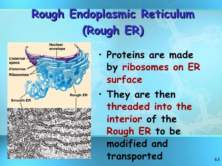 Cell structure revised