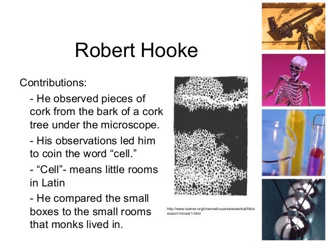 Why did Robert Hooke use the term 