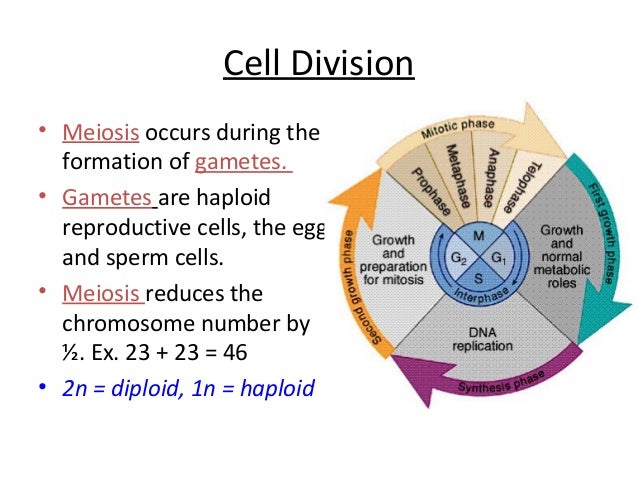 Cell Division Worksheets  plant animal cells lapbookmitosis and meiosis diagrams cell ision 