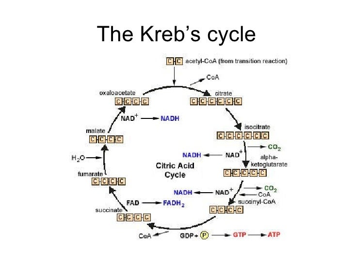IB Biology HL Cellular respiration