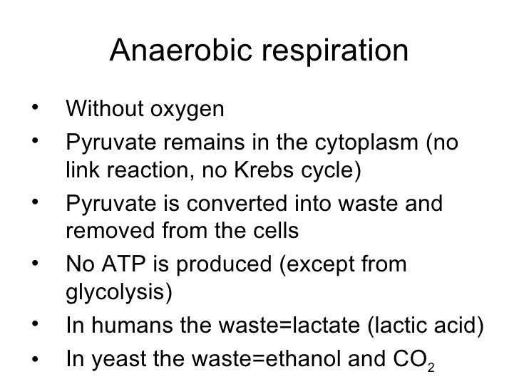 respiration in yeast coursework respiration in yeast coursework