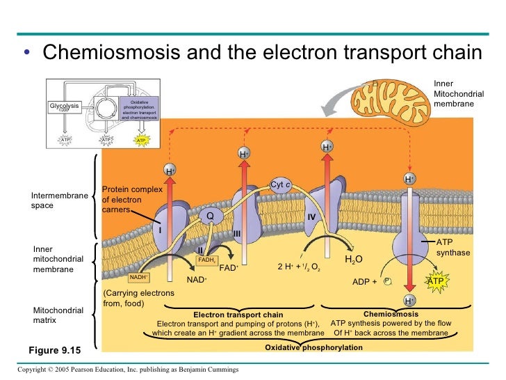 chemiosmotic theory
