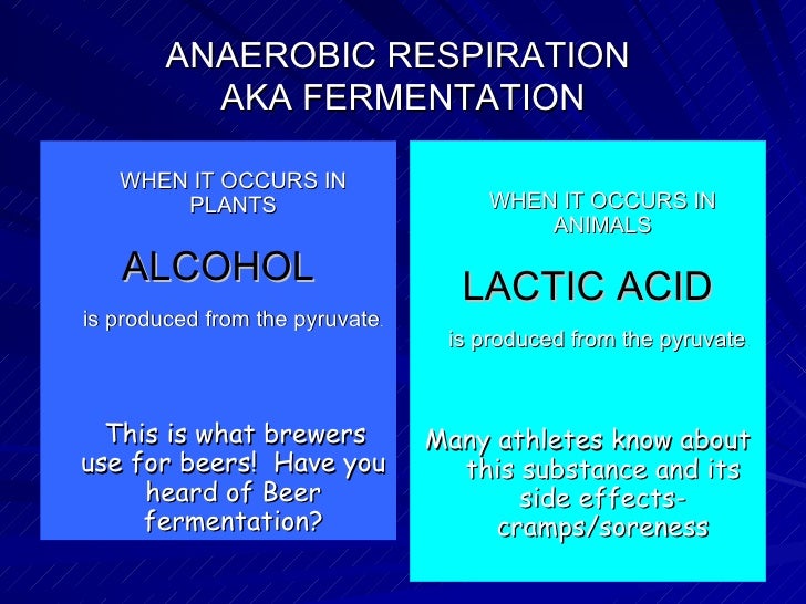 cellular respiration powerpoint unit 5 continued revised2006 lactic acid and alcoholic fermentation venn diagram