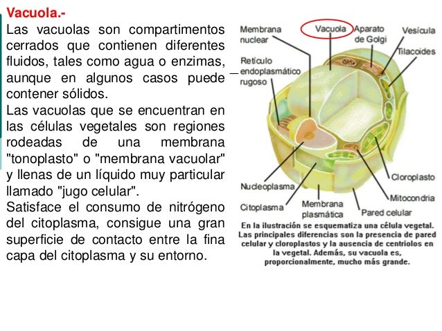 Celula planta