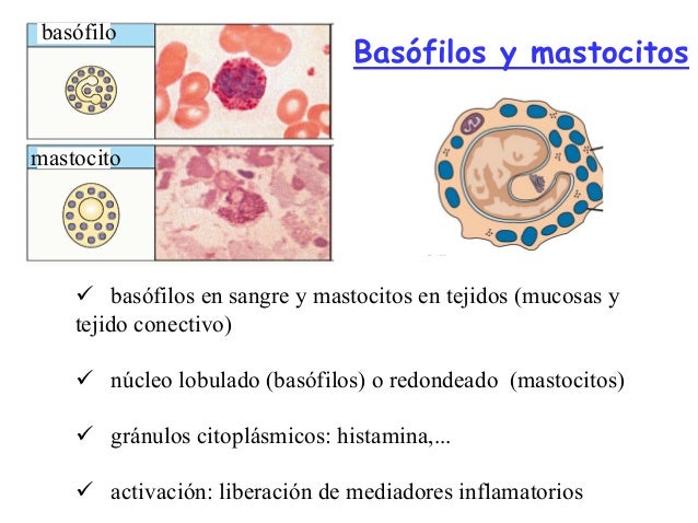Celulas hematopoyeticas