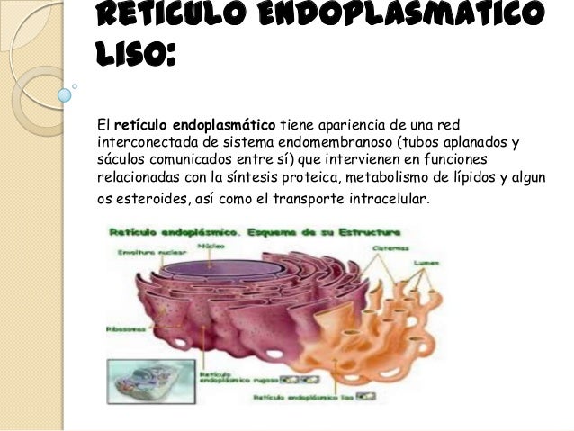 Para Que Sirve El Reticulo Endoplasmatico Rugoso