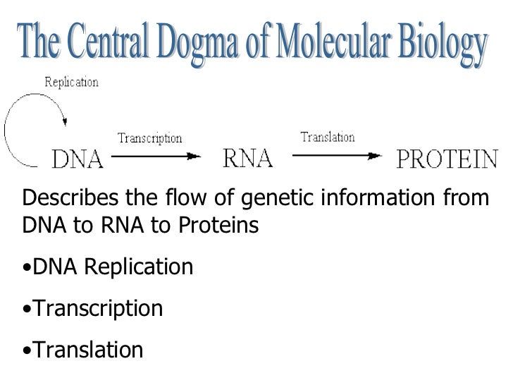Central Dogma Of Dna