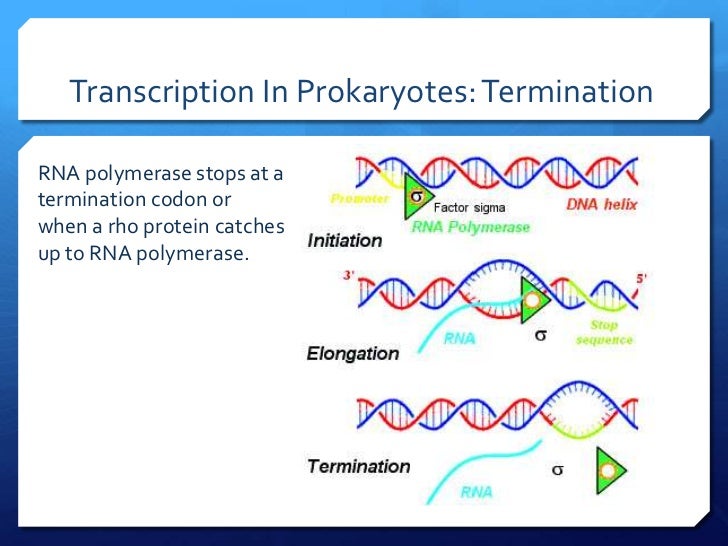 Prokaryotic transcription termination