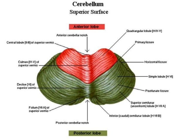 supply j RD Cerebellum Anatomy MD Dr.Sajith of supply j RD Cerebellum Anatomy MD Dr.Sajith of