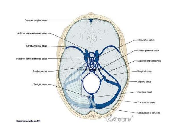 Sinus balloon surgical procedure complications sinus infection signs and symptoms sore muscle groups