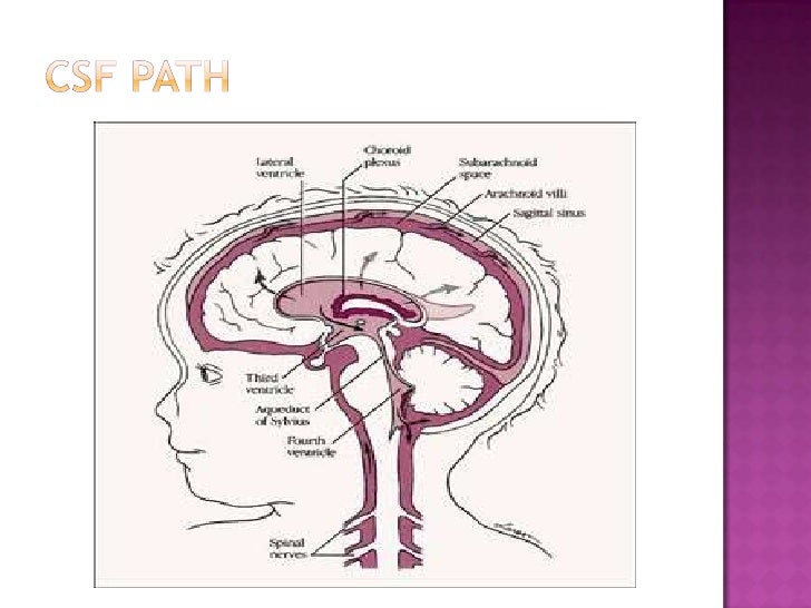 Cerebrospinal Fluid