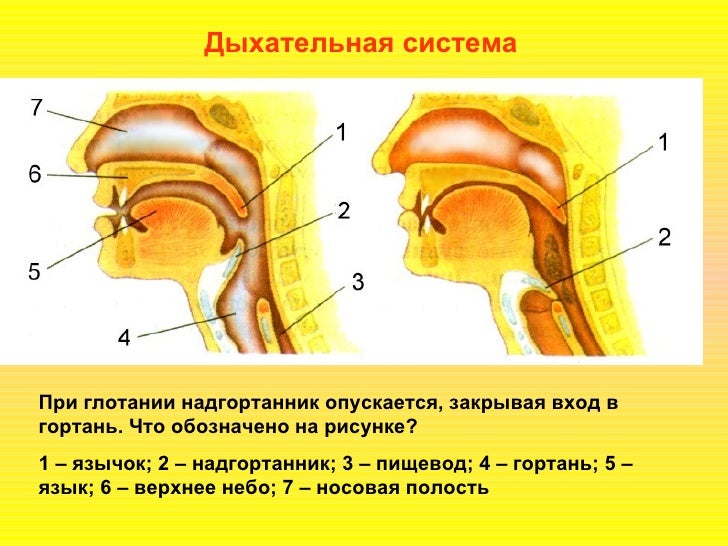Наследственные и врожденные болезни их отличия