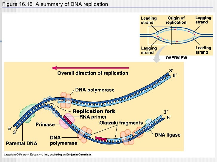 Essay on dna
